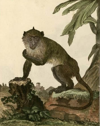 Macaque cornu