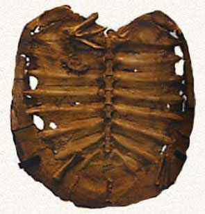 Carapace d'Araripemys